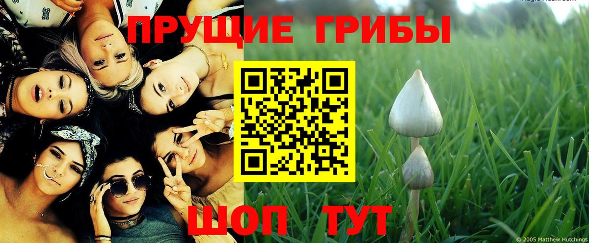 Псилоцибиновые грибы Psilocybine cubensis  Вход с VPN  Троицк 